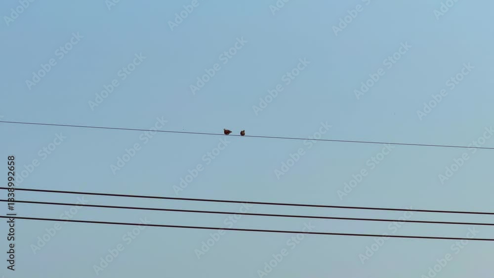 Two birds on a power line Two birds on a power line