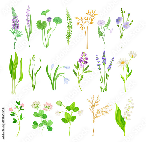 Wildflower and Meadow Flora with Stem Vector Set