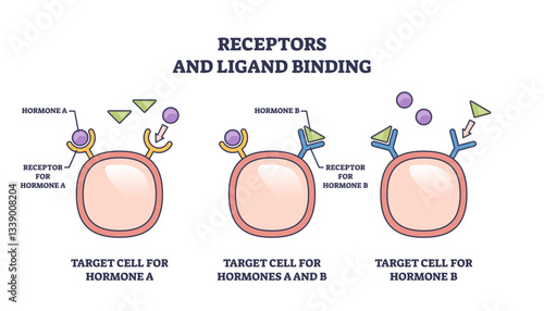Receptors and ligand binding involves receptors, ligands, and target cells, transparent background.