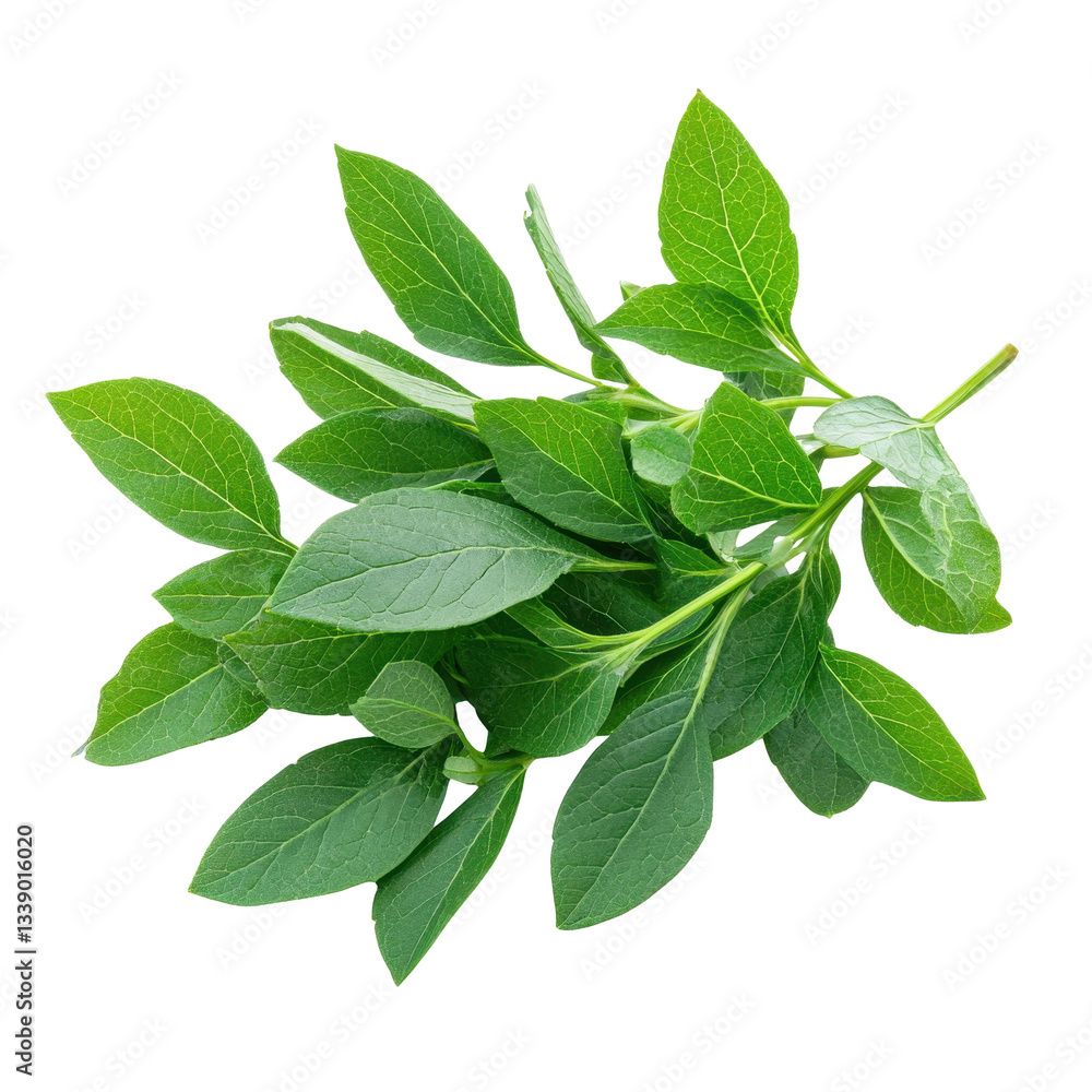 Obraz premium Fresh green leaves with vibrant color and texture on a white isolated background.