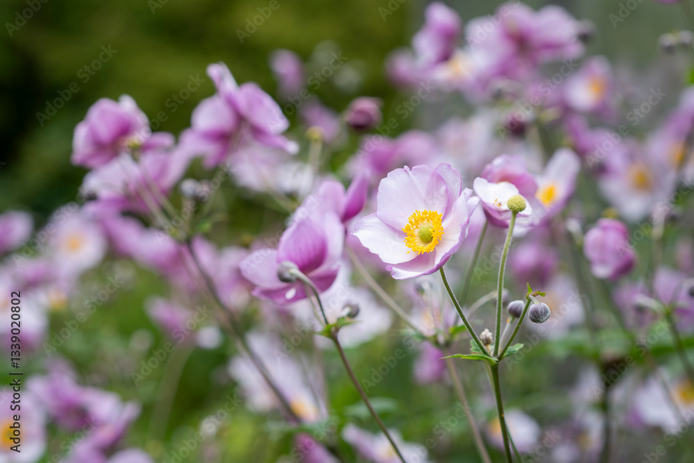 Pale pink flower Japanese anemone, close-up. Anemone hupehensis var. japonica growing in garden. Pale pink flower Japanese anemone, close-up. Anemone hupehensis var. japonica growing in garden.