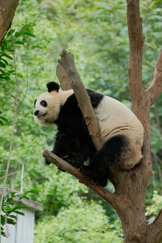 Giant Panda Playing in Chengdu