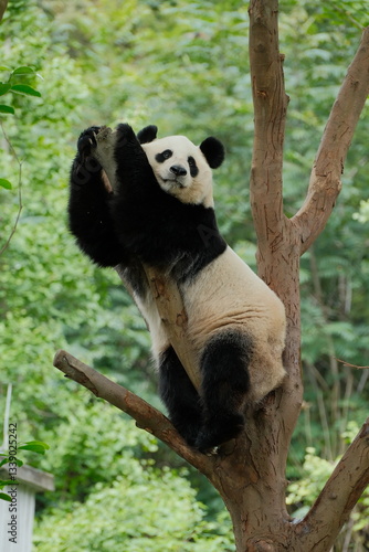 Giant Panda Playing in Chengdu