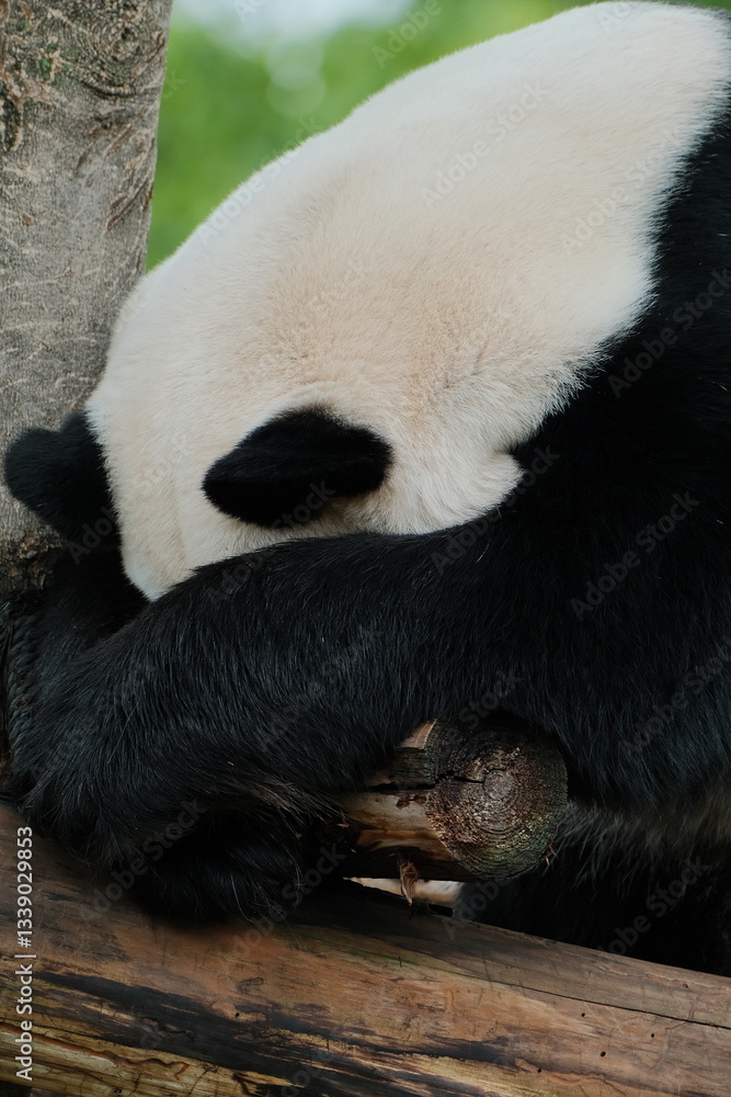 Obraz premium Giant Panda Playing in Chengdu