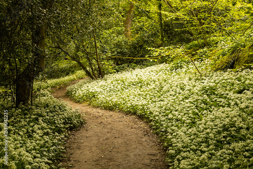 Woodland path with wild garlic
