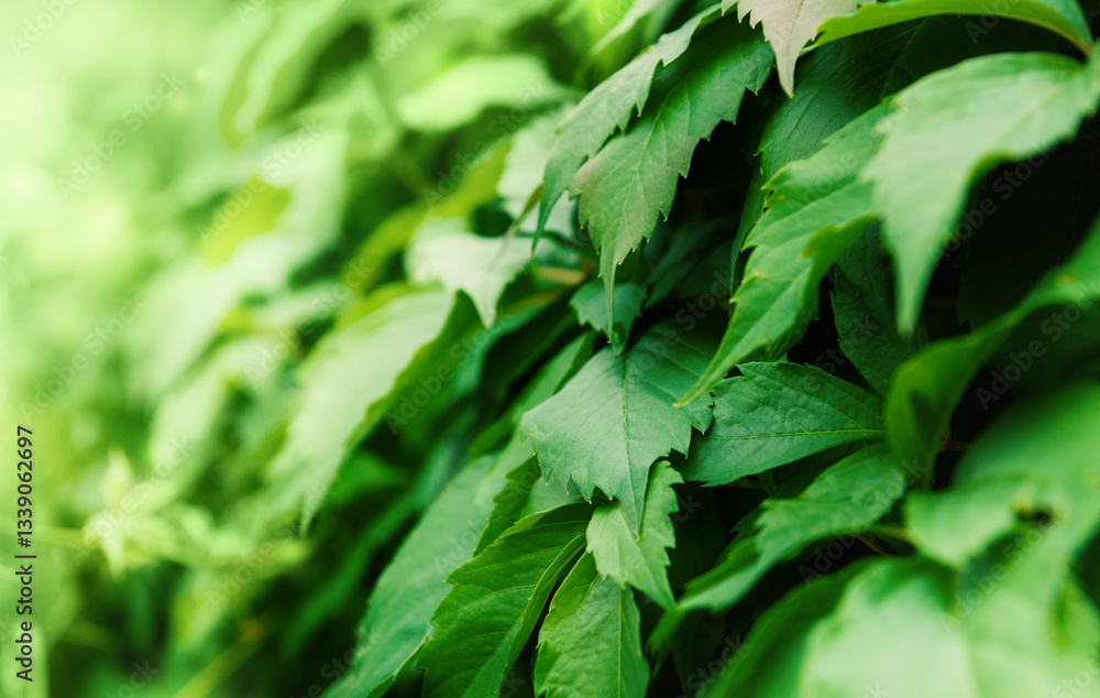 Botanical natural background of green leaves showing vibrant foliage texture Botanical natural background of green leaves showing vibrant foliage texture