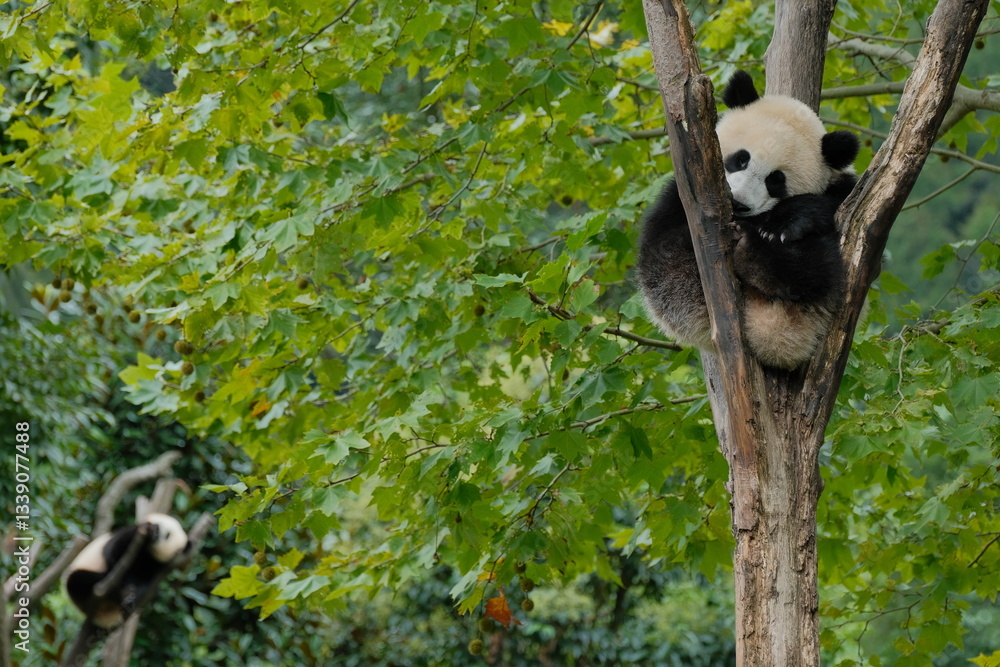 Fototapeta premium Cute Panda of Chengdu,China