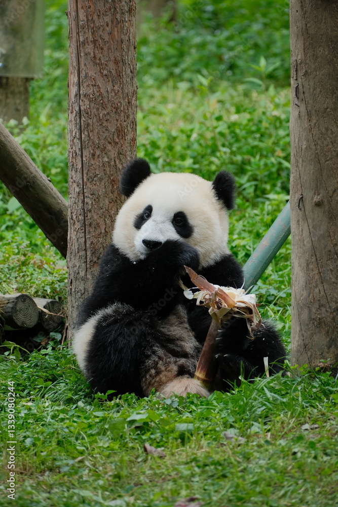 Fototapeta premium Cute Panda of Chengdu,China