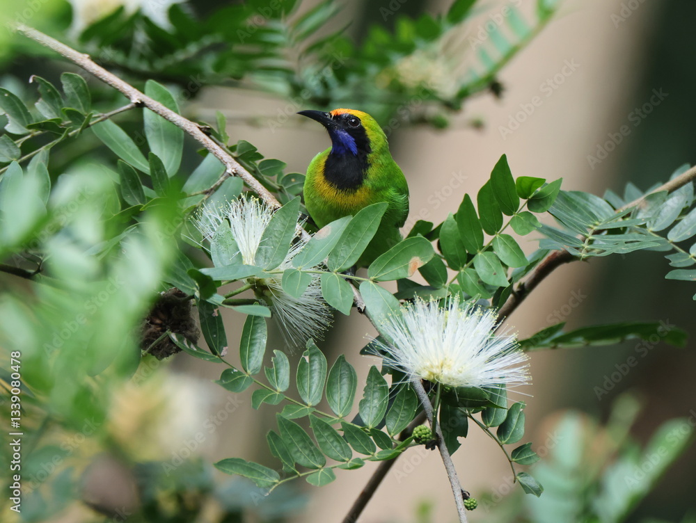 Obraz premium Golden-fronted Leafbird/Chloropsis aurifrons