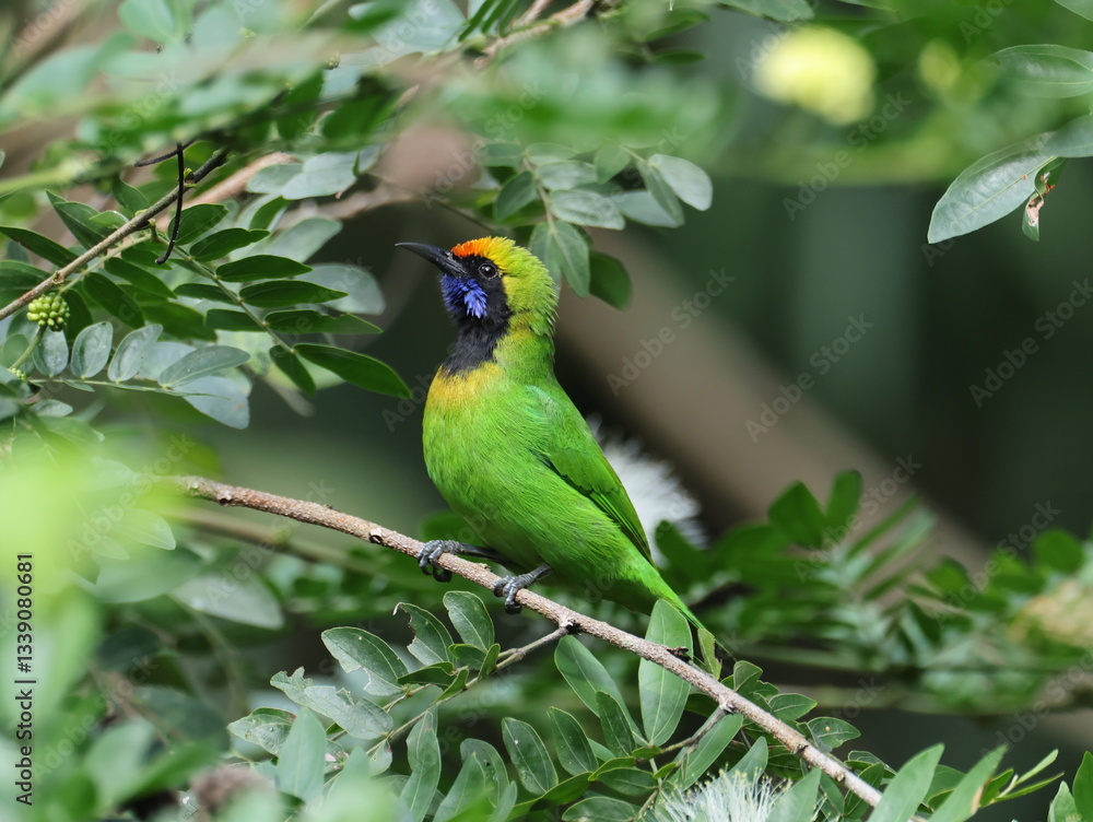 Obraz premium Golden-fronted Leafbird/Chloropsis aurifrons