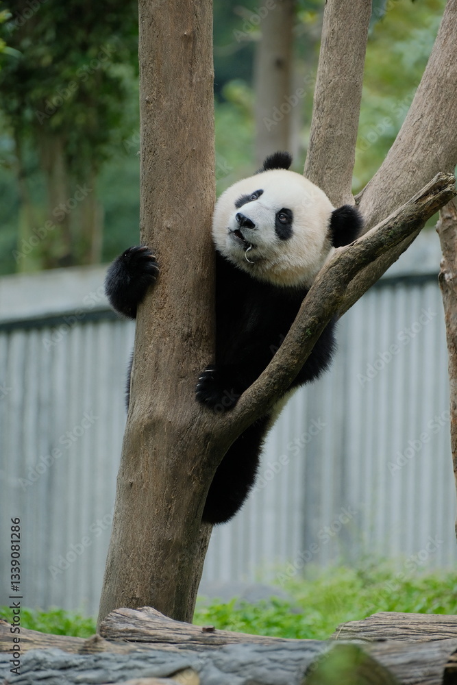 Obraz premium Cute Panda of Chengdu,China