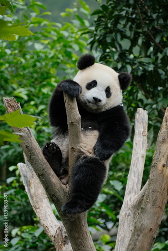 Cute Panda of Chengdu,China