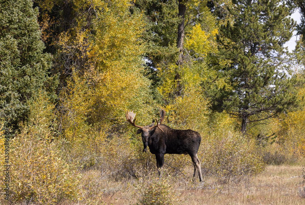 Fototapeta premium Bull Moose in Autumn in Grand Teton National Park Wyoming