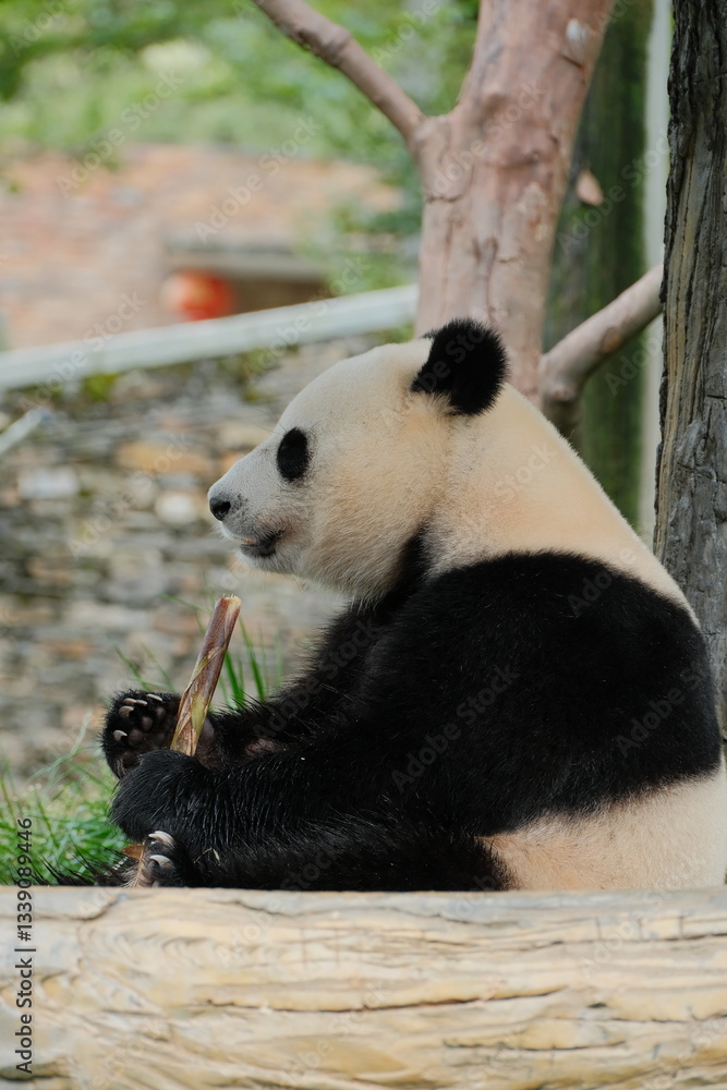 Obraz premium Cute Panda of Chengdu,China