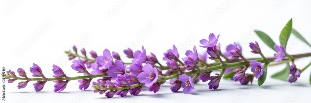 Obraz premium Vibrant purple thyme sprigs, delicate blooms, white background, organic, purple flowers, horizontal