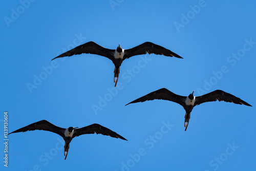 The beautiful frigatebird (Fregata magnificens) flies across the blue sky off the coast of Rio de Janeiro, Brazil. A large black seabird with a white belly and long beak and triangular-shaped wings.	 photo