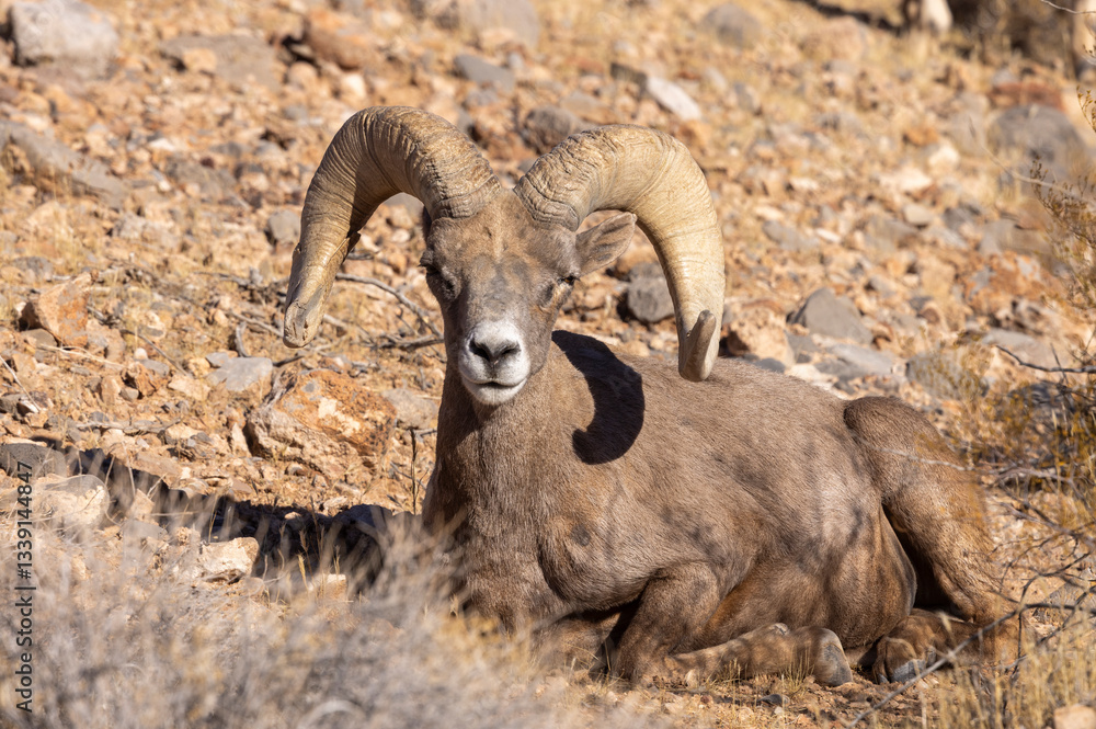 Obraz premium Desert Bighorn Sheep Ram in Winter in the Nevada Desert