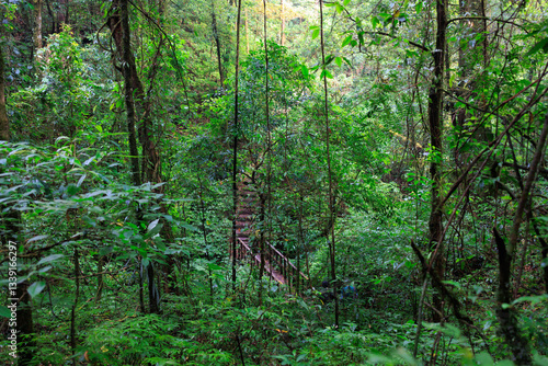 Deep misty rainforest in northern Thailand