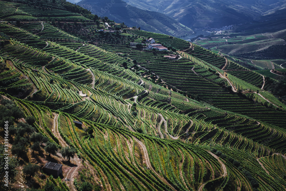 Slopes with vineyard terraces in the Douro Valley, Portugal, showcasing a breathtaking and historic wine region.