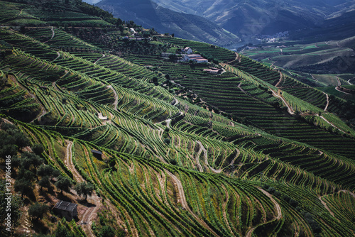 Obraz na płótnie Slopes with vineyard terraces in the Douro Valley, Portugal, showcasing a breathtaking and historic wine region. w salonie