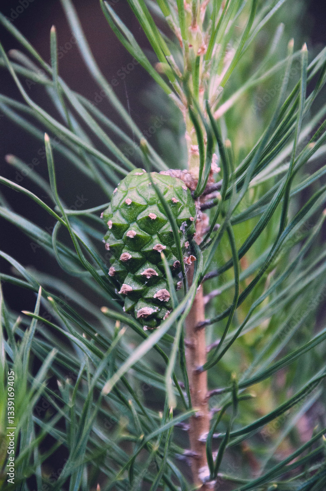 Obraz premium christmas tree with cones