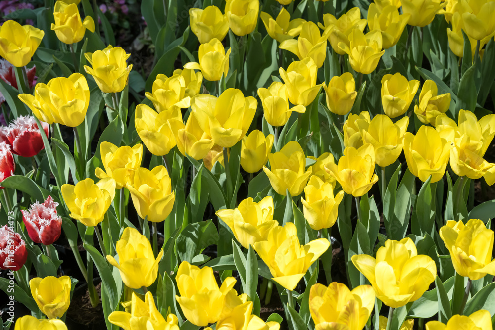 Obraz premium Beautiful blooming tulips in the park.