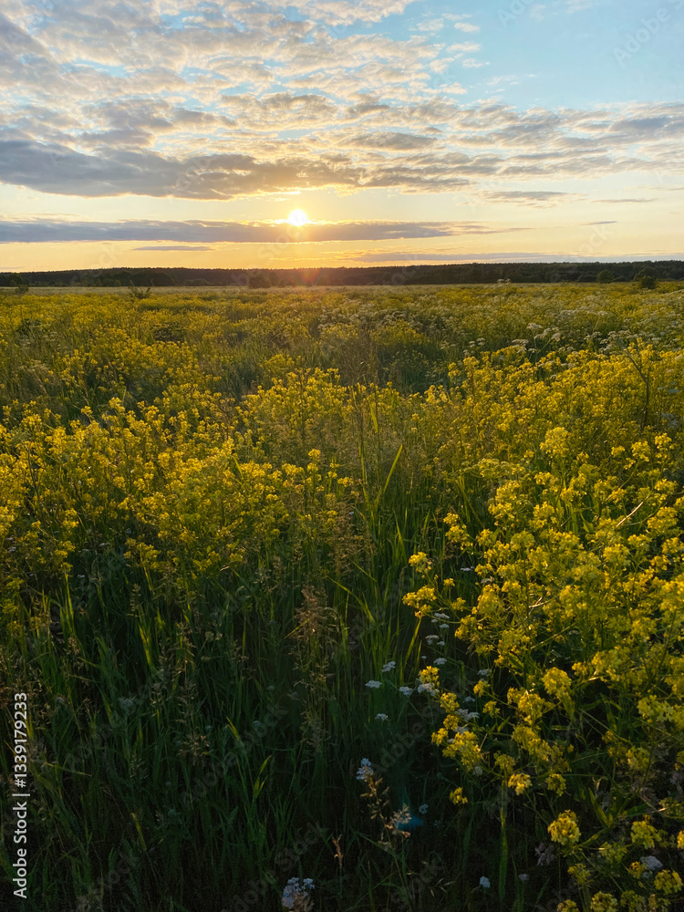 Fototapeta premium A rapeseed field in full bloom creating a sea of yellow flowers. The field is interspersed with green foliage in the evening sunset time