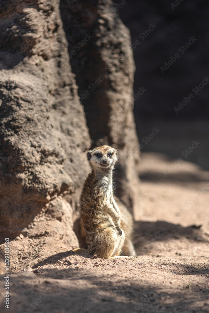 Fototapeta premium Meerkat sits alertly in the sand near a large rock, observing its surroundings