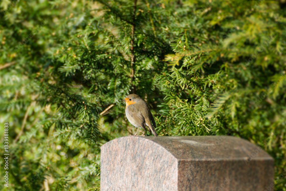 European robin (Erithacus rubecula) sitting on a stone in Zurich, Switzerland European robin (Erithacus rubecula) sitting on a stone in Zurich, Switzerland