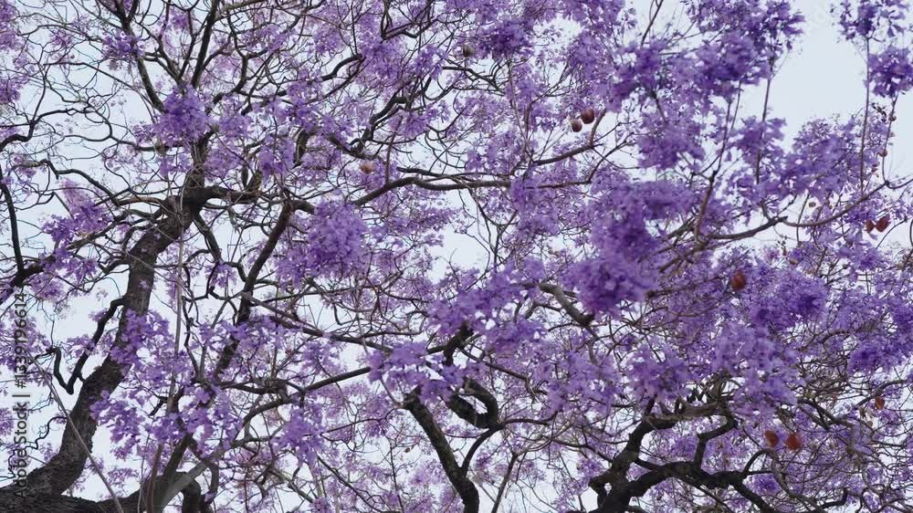A beautiful panoramic shot of purple jacaranda trees in full bloom during springtime, creating a serene and vibrant atmosphere. A beautiful panoramic shot of purple jacaranda trees in full bloom during springtime, creating a serene and vibrant atmosphere.
