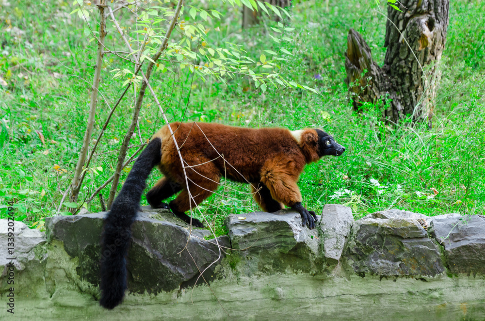 Fototapeta premium Captivating Lemur Walking on Stone Wall in Natural Habitat