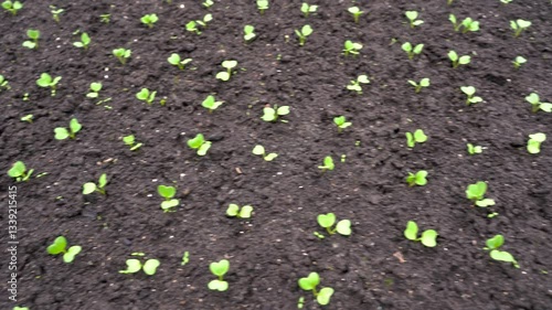  Rows of first radish seedlings in the greenhouse. Young radish sprouts grow in a farmer's garden bed. Growing organic vegetables.