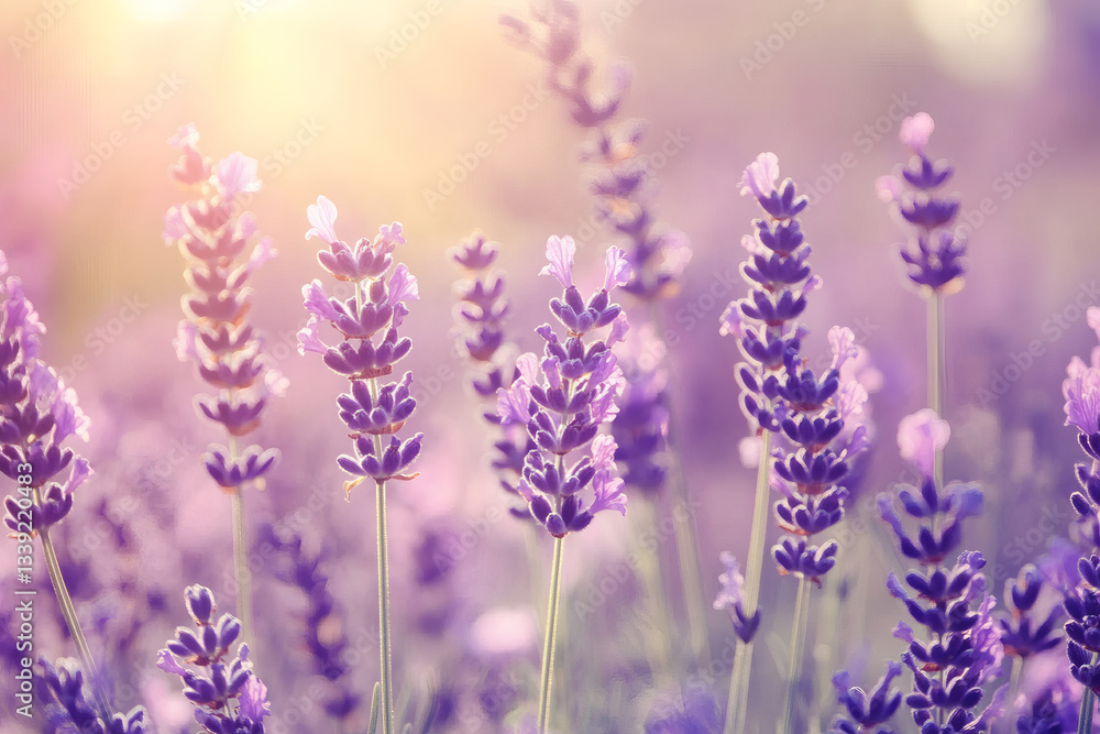Obraz premium Soft Focus Lavender Flowering Field with Blurred Natural Summer Background