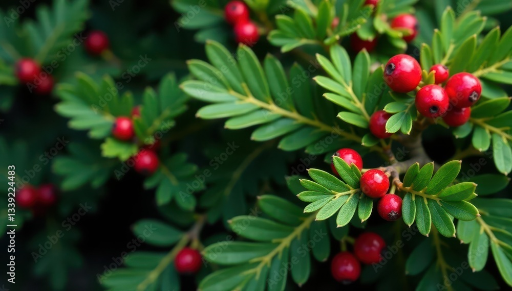 Obraz premium Close-up of lush green branches with scattered red berries, holiday setting , photography, natural, christmas background