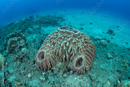 A large barrel sponge grows on a coral reef in Central Sulawesi, Indonesia. Barrel sponges filter plankton and nutrients from the surrounding sea water.