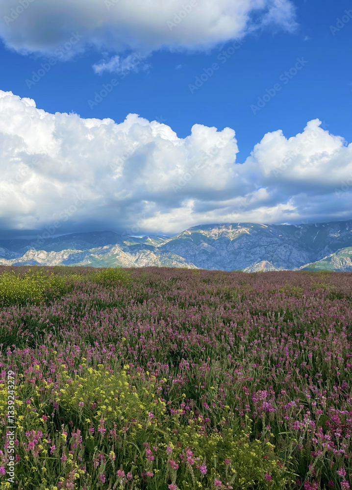 Obraz premium Blooming sainfoin field under mountains and clouds, background