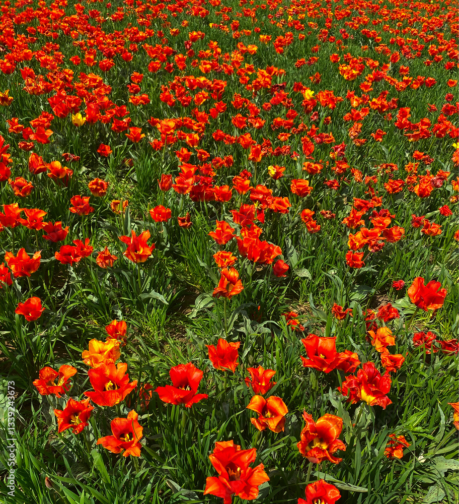 Field of red poppies. Spring landscape. Leisure, travel, tourism. Field of red poppies. Spring landscape. Leisure, travel, tourism.