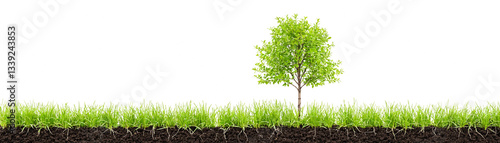 in soil fresh spring green ...