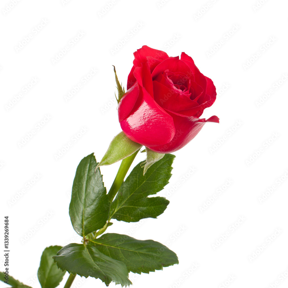 Fototapeta premium Single Red Rose Blooming with Transparent Background