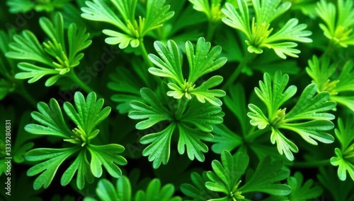 Intricate parsley sprigs forming a repeating design , illustration, visual