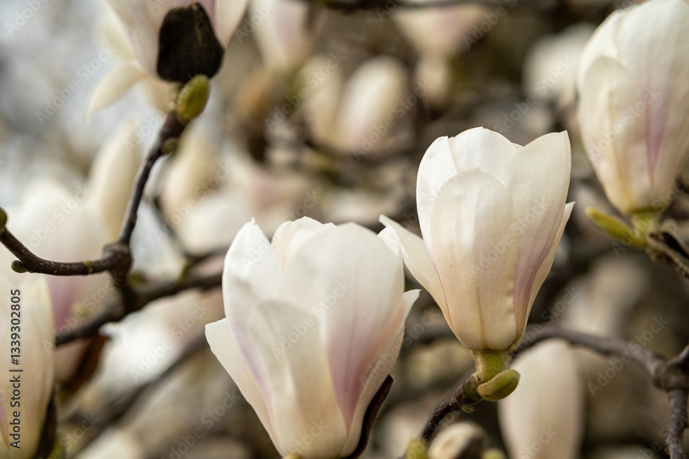 Obraz premium Isolated White Magnolia Flower on Black