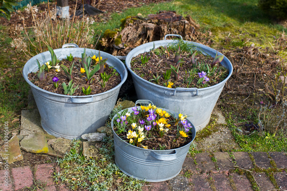 Rustic garden - spring flowers in in tin tub - spring time