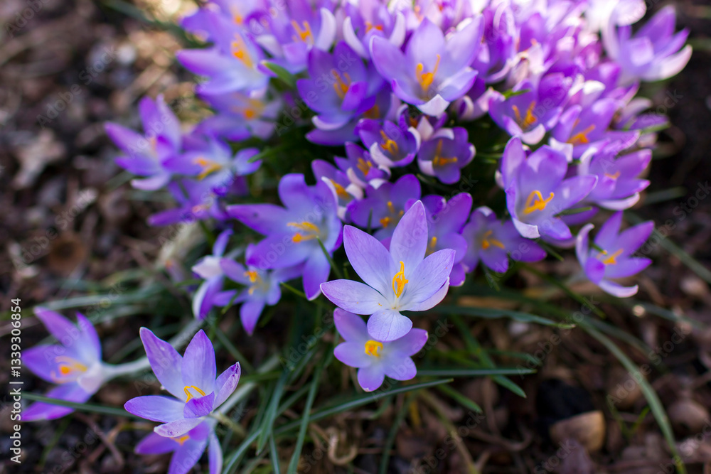 crocus flowers in the garden - spring flowers