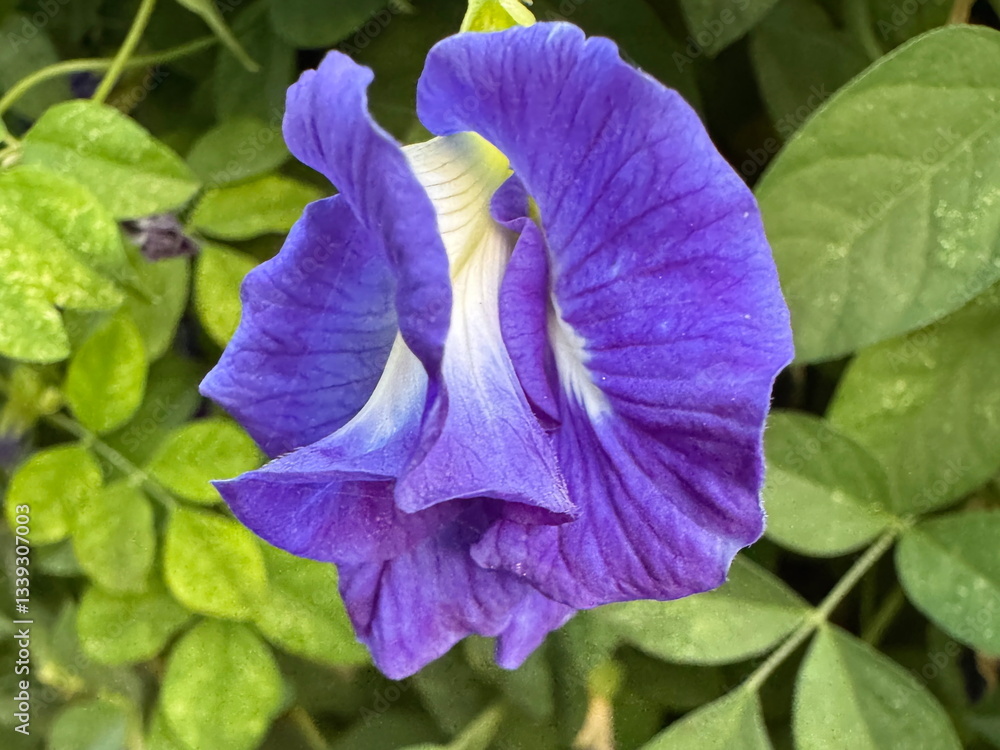 Bright purple butterfly pea flowers blooming in the field