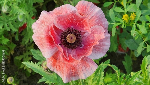 Canvas Print Close up of an opium poppy (papaver somniferum) flower in bloom
