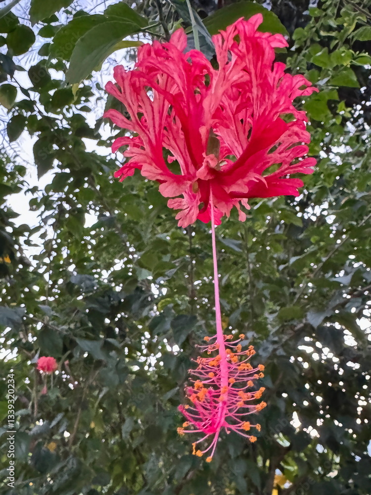 Bright red spider hibiscus blooming in the gardens