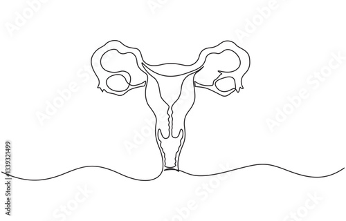 One continuous line drawing of woman uterus. Ovary and womb reproductive system, Woman reproductive system, one line continuous. Line art outline vector illustration of organs.