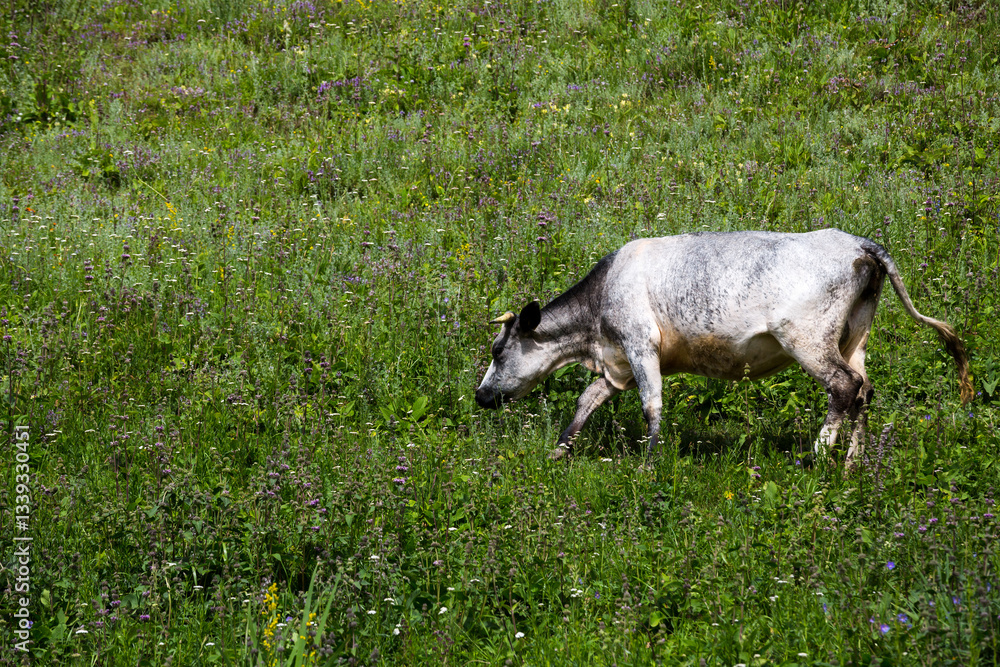 Obraz premium View of a cow in Tianshan Mountains
