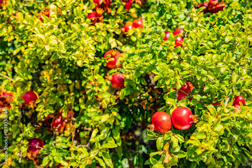 grantaapfel an einem Grünen Granatapfelbusch