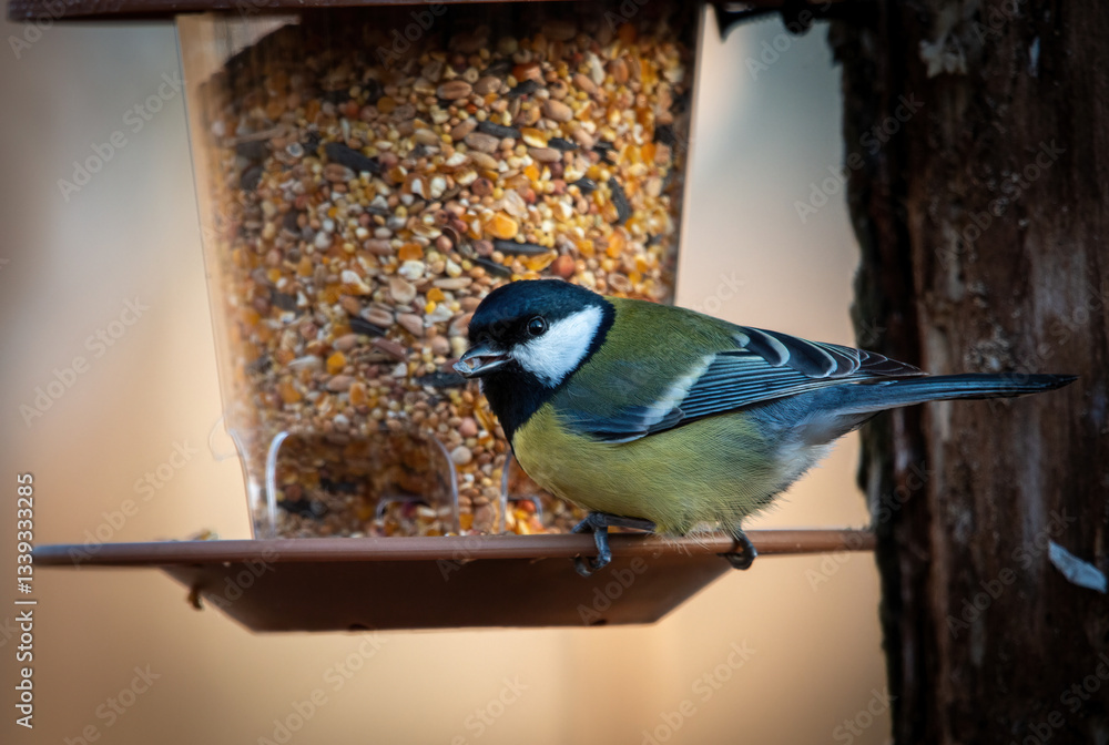Naklejka premium Sikorka portret bokeh zółte tło na gałązce